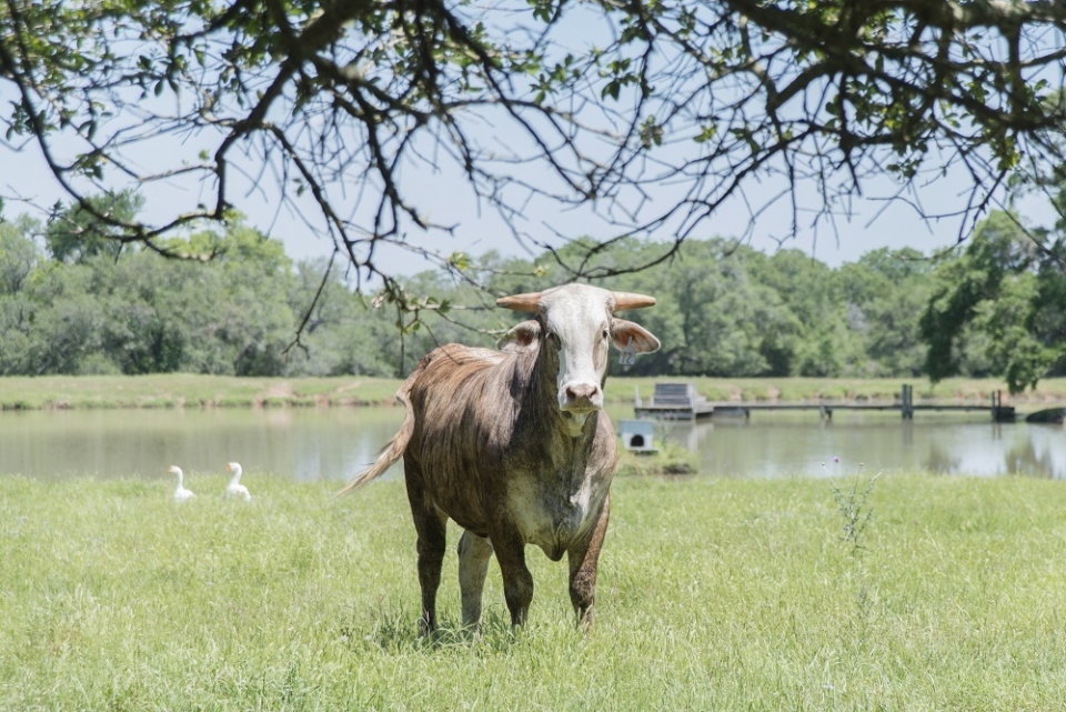 Augustus Ranch Cows2