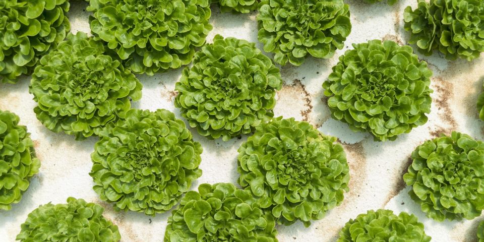 Sustainable Harvesters Green Lettuce