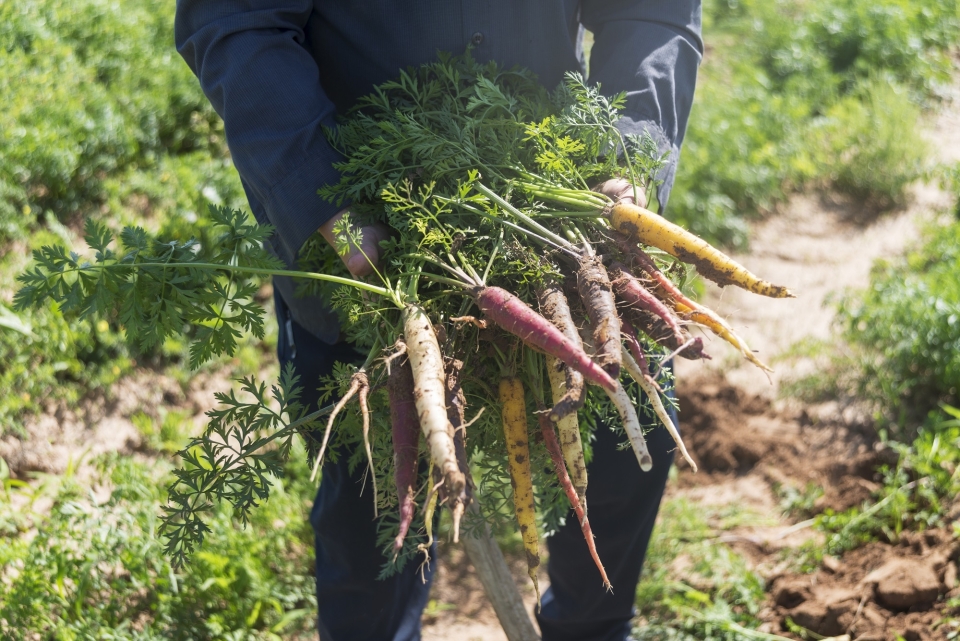 Gundermann Acres Carrots8