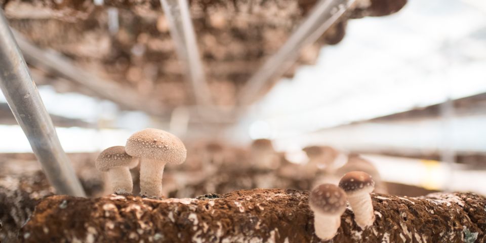 Good Eating Company Visits Ellijay Mushrooms 2