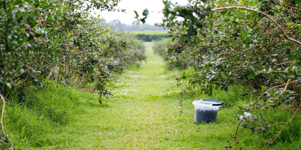 Fifer Orchards Blueberries1 2015 Min