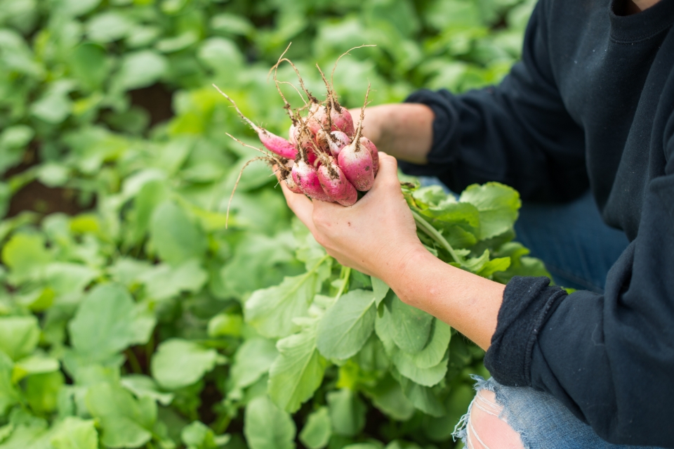 Burge Organic Farm 6536 Picking Raddish