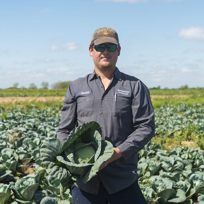 Gundermann Acres Cabbage4