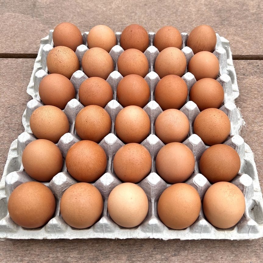 Alderfers Poultry Farm Eggs PA Common Market