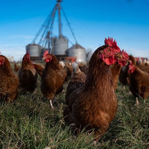 Cayote Creek Chickens